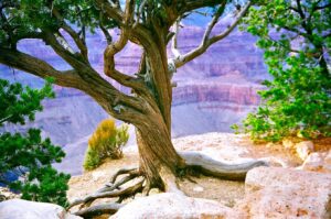 Grand Canyon Arizona